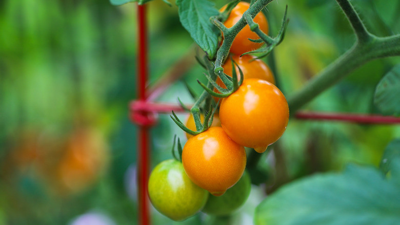 Tomatoes climbing up trellis