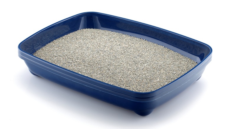 Cat litter in box