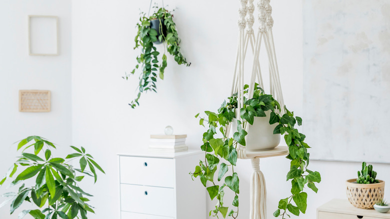 plants in macrame hangers