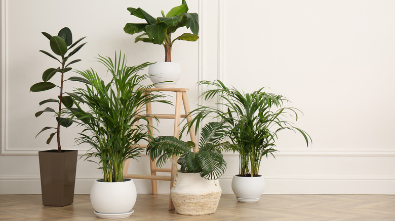 Variety of potted plants