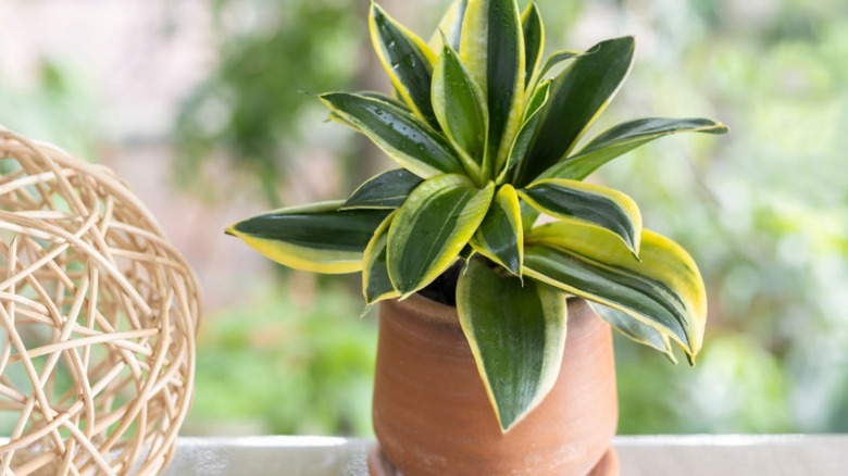 A snake plant sitting on a window ledge.