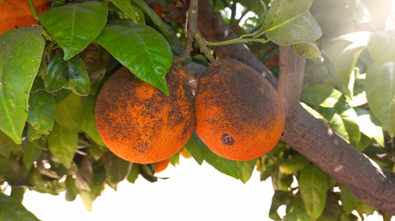 Orange tree branch with ripe oranges covered in sooty mold