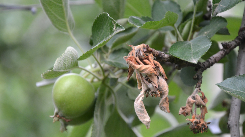 An apple tree with fire blight