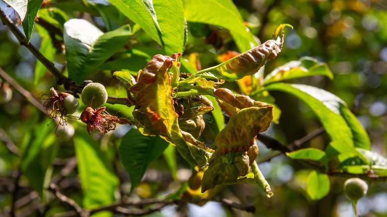 A diseased peach tree with peach leaf curl