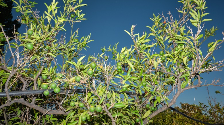 A lemon tree with tristeza disease