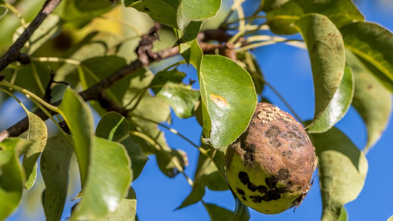 A pear with pear scab