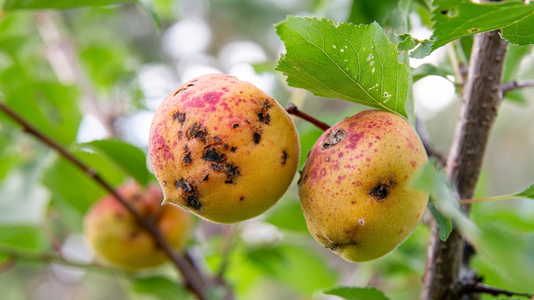 Peaches with peach scab