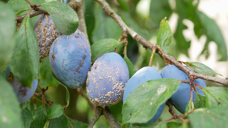 Plums with brown rot