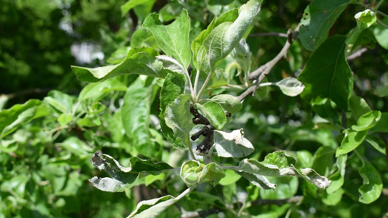 Powdery mildew on apple tree