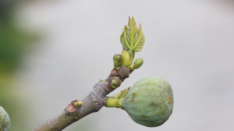 Fig branch tip with a tiny leaf shoot and a developed fig