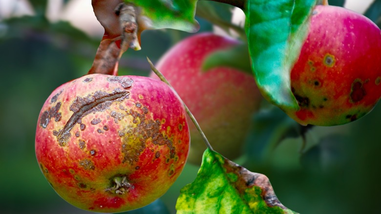 Apples with apple scab