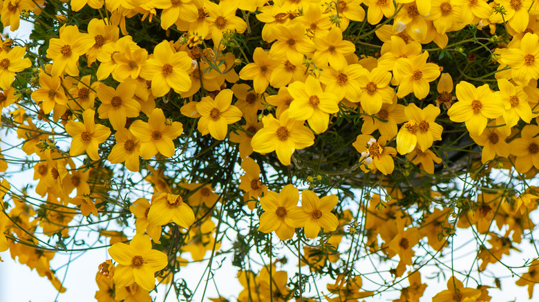 Yellow beggarticks in hanging basket