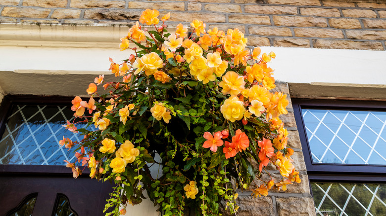 Yellow begonias in hanging basket