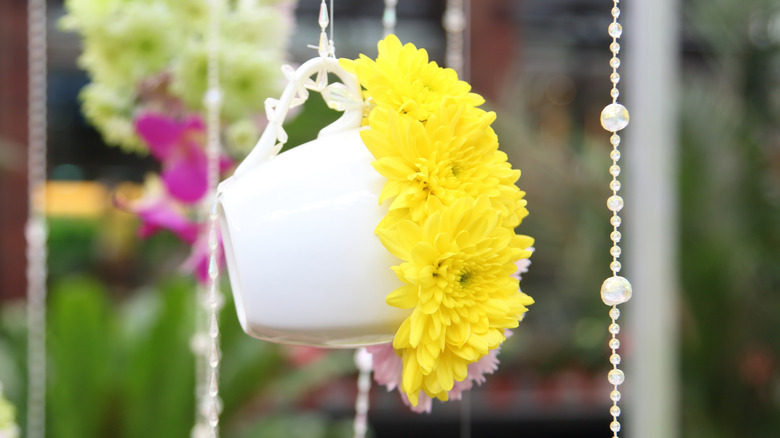 Yellow chrysanthemums in hanging basket