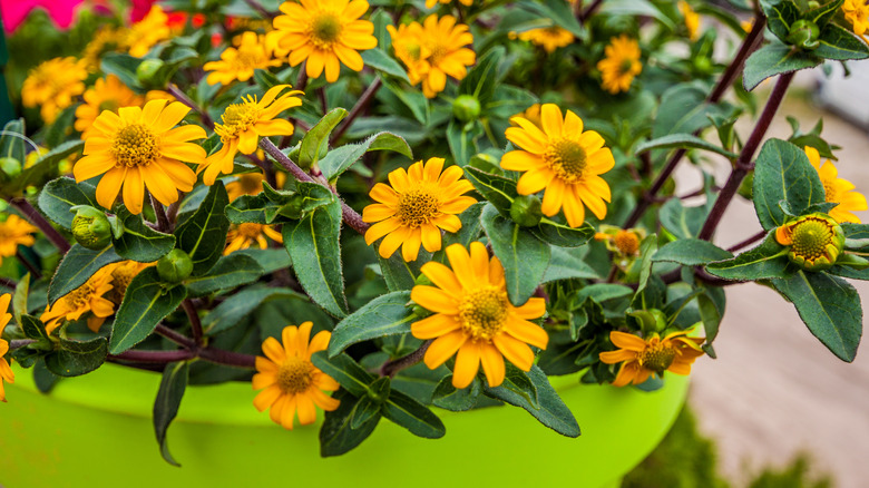 Yellow zinnias in hanging basket