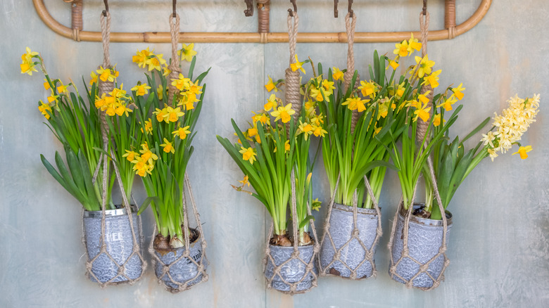 Yellow daffodils in hanging baskets