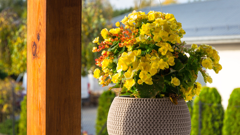 Yellow geraniums in hanging basket