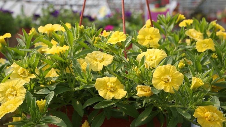 Yellow calibrachoa in hanging baskets