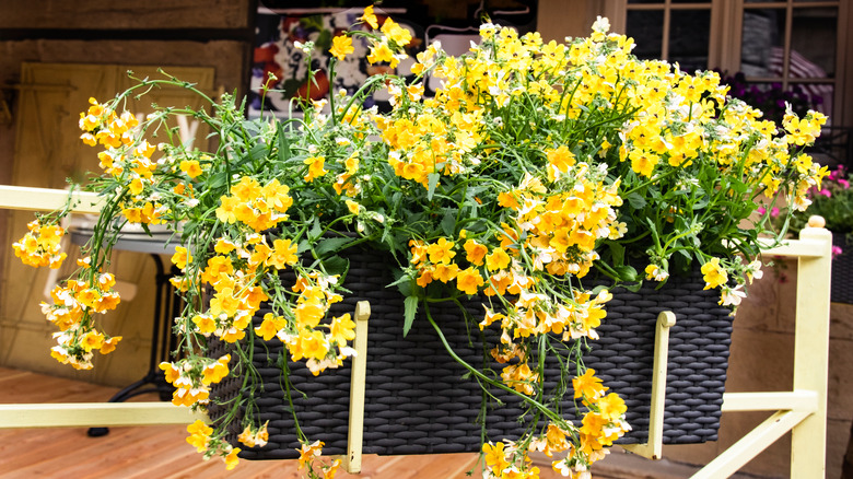 Yellow nemesias in hanging basket