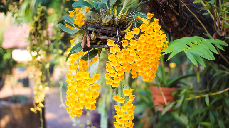 Yellow orchids in hanging basket