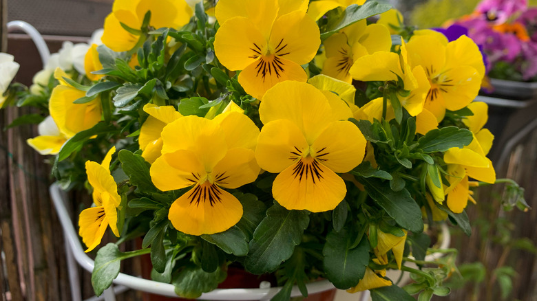 Yellow violets in hanging basket