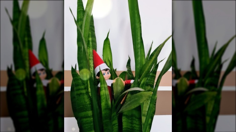 Elf in a plant