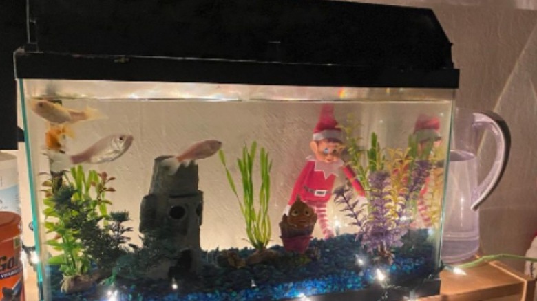 Elf looking at the fish