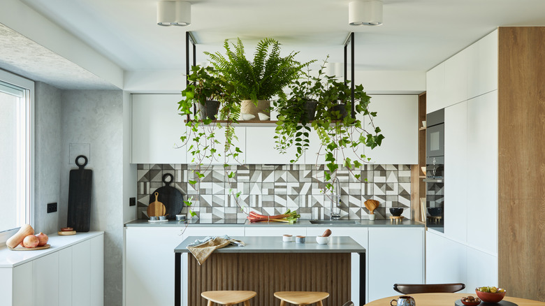 hanging plants in kitchen
