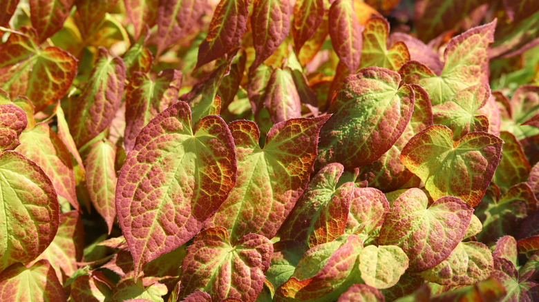 Red-tinged green leaves of barrenwort