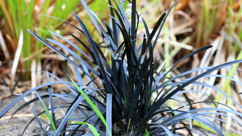 Black mondo grass growing in yard