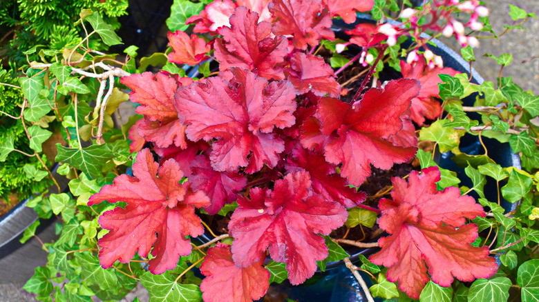 Red coral bell plant