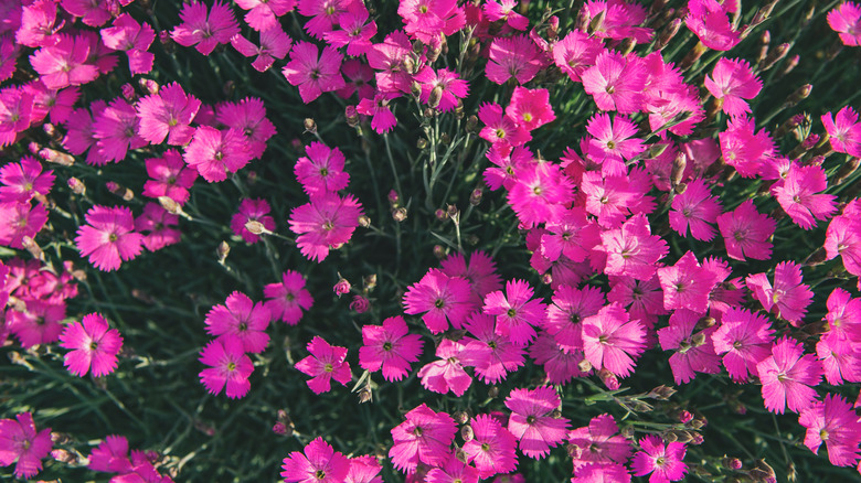 Pink flowers of firewitch dianthus