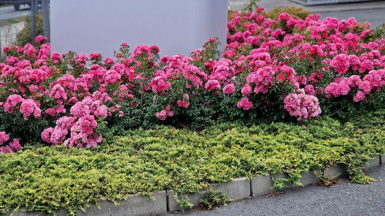 Pink ground cover roses in bloom