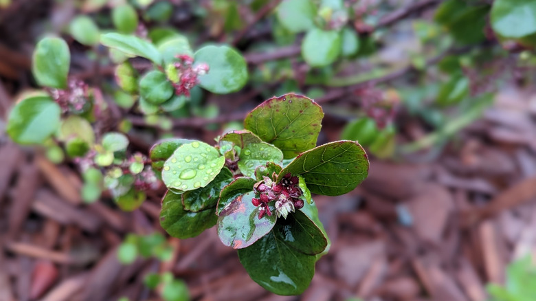 Green leaves of evergreen currant