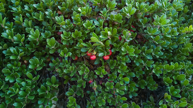 Green leaves and red berries of Massachusetts kinnikinnick