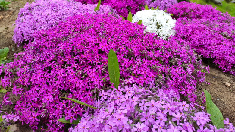 Pink flowers of moss phlox in bloom