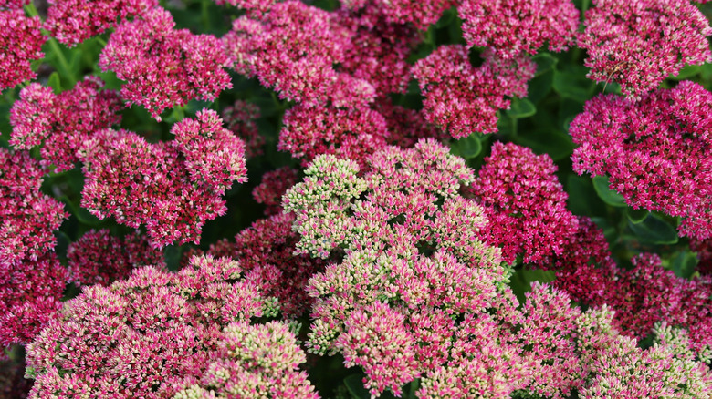 Pink sedum flowers growing in garden