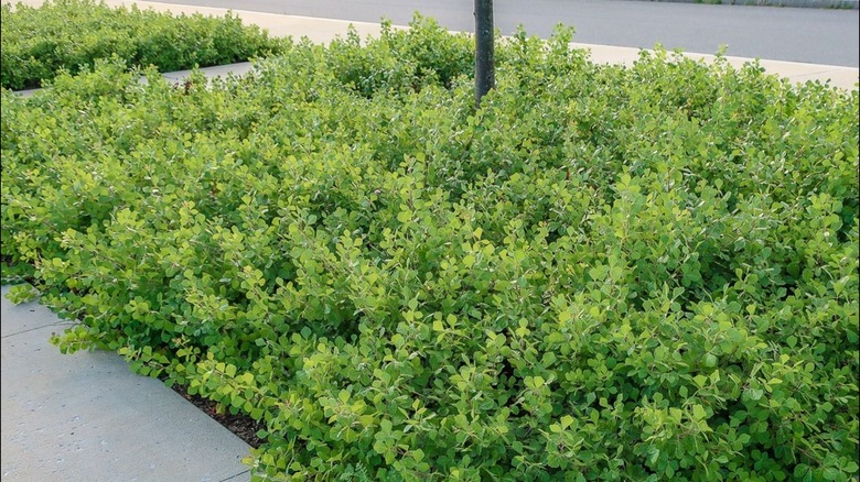 Leaves of fragrant sumac 'Gro-Low'