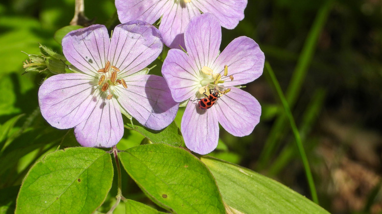 Pink flowers of wild geranium