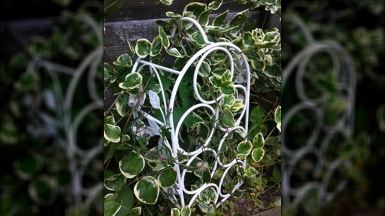 plant wall wine rack