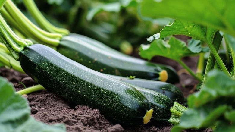 zucchini garden hack