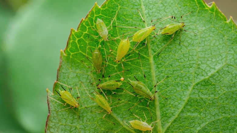 aphids feeding on a leaf