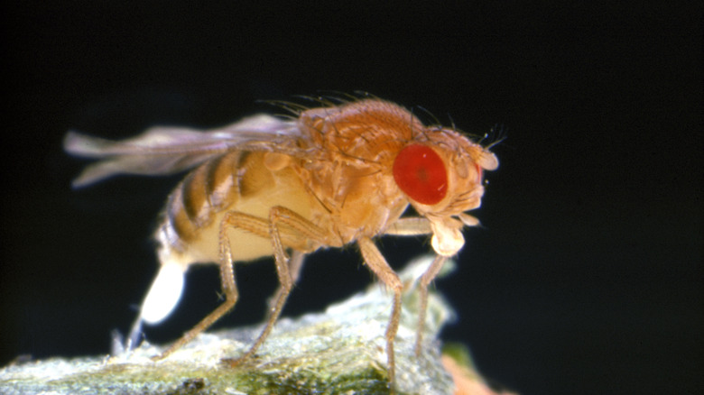 fruit fly feeding