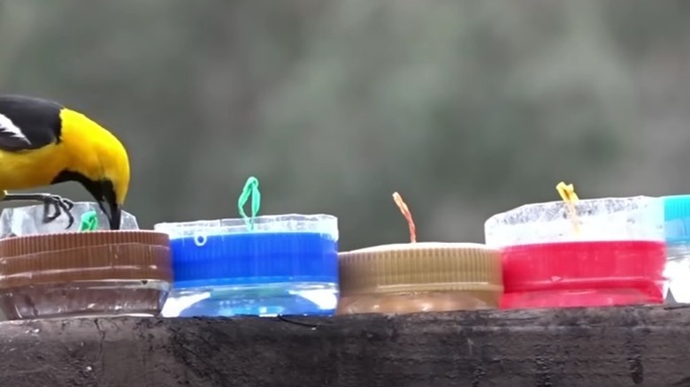 hummingbird Feeder Peanut Butter jar