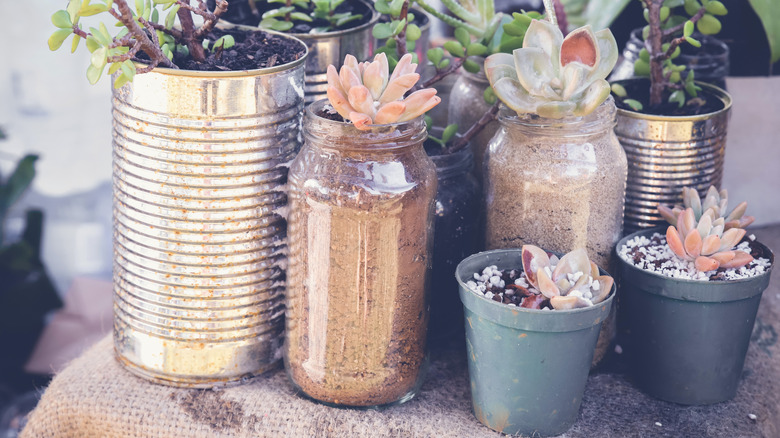 plants growing in reused containers