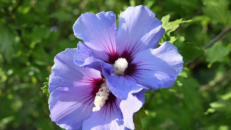 Blue bird hibiscus blooms