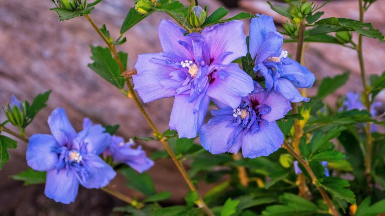 Blue Chiffon hibiscus blooms