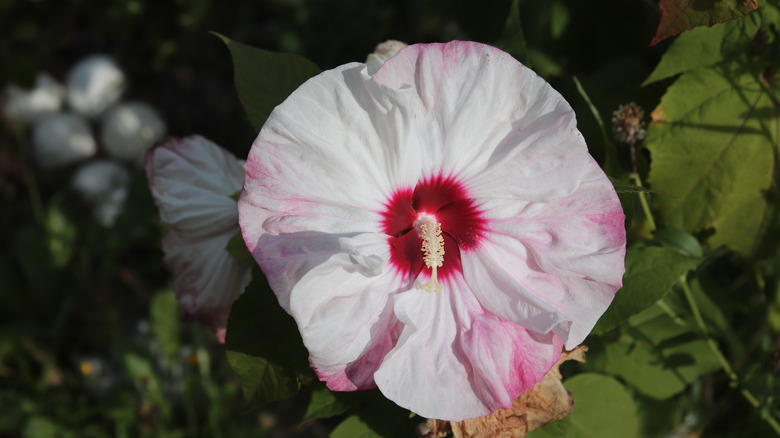 Cherry cheesecake hibiscus bloom