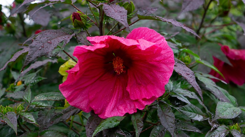 Cranberry crush hibiscus bloom