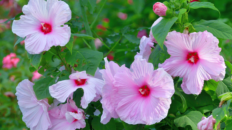 Pink hardy hibiscus blooms